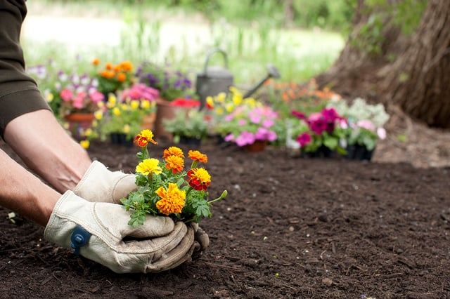 best-flowers-to-plant-in-summer